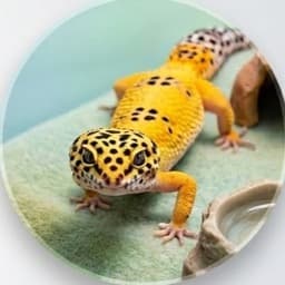 Leopard gecko (Eublepharis macularius)