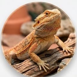 フトアゴヒゲトカゲ